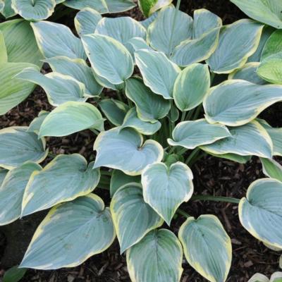 Hosta 'Rebel Heart'